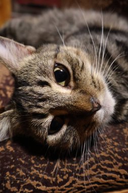 Sevimli tekir kedi kanepede uyuyor.