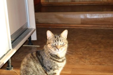 Bir kedi yerde oturuyordu. kedi evde..