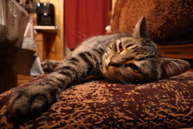 kedi yatakta yatıyor.