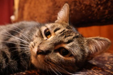 Masada kahverengi gözlü şirin bir tekir kedinin yakın çekimi.