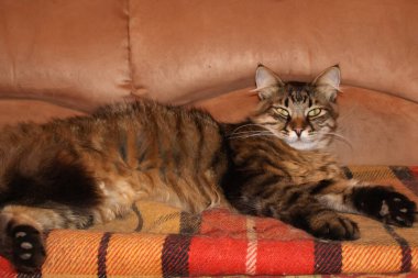 Kanepede yatan bir kedi