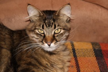 Bir tekir kedi kanepeye uzanıyor ve uzaklara bakıyor.