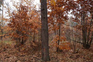 Hafif bir yağmur sırasında ormanda büyülü bir yol boyunca romantik bir sonbahar yürüyüşü. Ağaçlarda resmedilmiş sarı yapraklar. Güzel ve rahat..