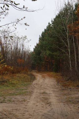 Ormanda büyülü bir yol boyunca romantik bir sonbahar yürüyüşü bir kavşakta durur. Güzel ve rahat..