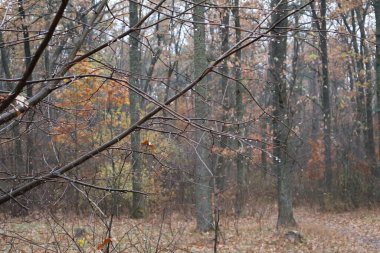 Büyülü sonbahar ormanı. Sis ve hafif bir yağmur yağıyor. Başka bir yerde, damlalar dallara asılır. Güzel ve samimi. Doğa bizi havasıyla şaşırtır..