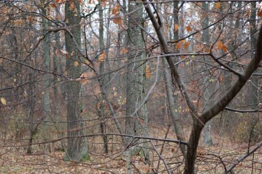 Büyülü sonbahar ormanı. Sis ve hafif bir yağmur yağıyor. Başka bir yerde, damlalar dallara asılır. Güzel ve samimi. Doğa bizi havasıyla şaşırtır..
