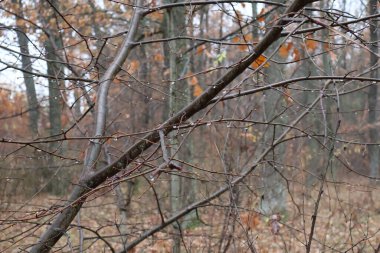 Büyülü sonbahar ormanı. Sis ve hafif bir yağmur yağıyor. Başka bir yerde, damlalar dallara asılır. Güzel ve samimi. Doğa bizi havasıyla şaşırtır..