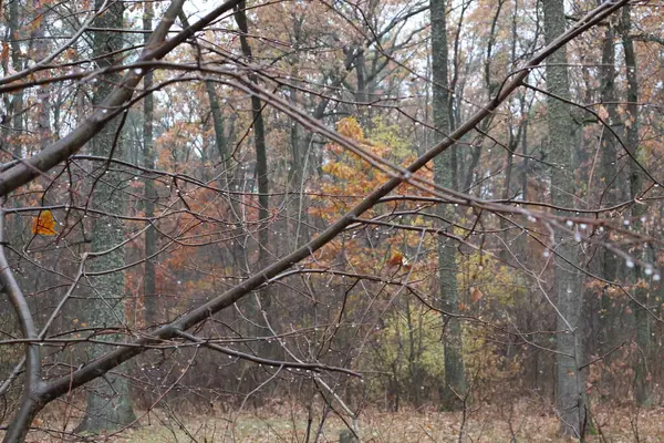 Büyülü sonbahar ormanı. Sis ve hafif bir yağmur yağıyor. Başka bir yerde, damlalar dallara asılır. Güzel ve samimi. Doğa bizi havasıyla şaşırtır..