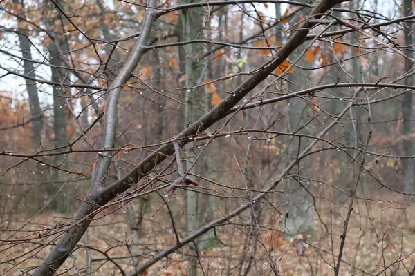 Büyülü sonbahar ormanı. Sis ve hafif bir yağmur yağıyor. Başka bir yerde, damlalar dallara asılır. Güzel ve samimi. Doğa bizi havasıyla şaşırtır..