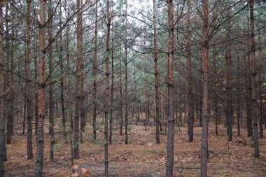 Bir çam korusu, küçük çamlar ve diğer ağaçlar büyülü bir ormanda bir sırada duruyor. Güzel ve rahat..
