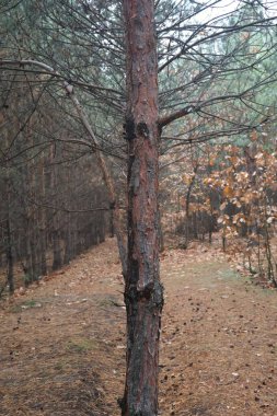 Bir çam korusu, küçük çamlar ve diğer ağaçlar büyülü bir ormanda bir sırada duruyor. Güzel ve rahat..