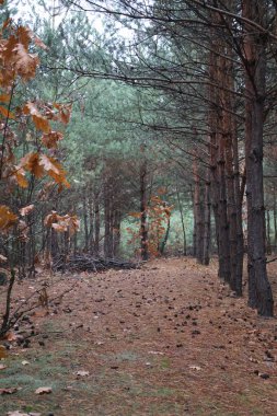 Bir çam korusu, küçük çamlar ve diğer ağaçlar büyülü bir ormanda bir sırada duruyor. Güzel ve rahat..