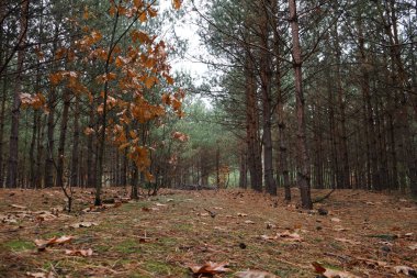 Bir çam korusu, küçük çamlar ve diğer ağaçlar büyülü bir ormanda bir sırada duruyor. Güzel ve rahat..