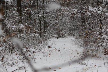 Ağaçlara kar yağıyor ve kış boyunca ormanda bir yolu kaplıyor.
