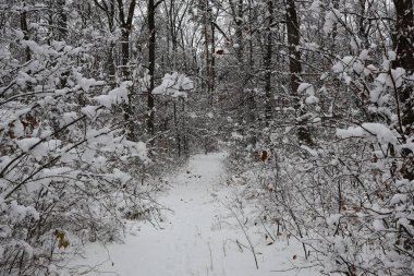 Taze kar, sakin bir kış ormanında ağaçları ve toprağı kaplıyor. Huzurlu bir manzara yaratıyor.