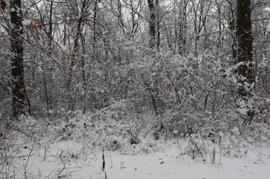 Sakin bir kış ormanında kar, çalıları ve ağaçları kaplıyor. Huzurlu ve resimli bir manzara yaratıyor.