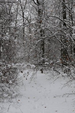Kış mevsiminde ağaçlar ve patikalar karla kaplanır.