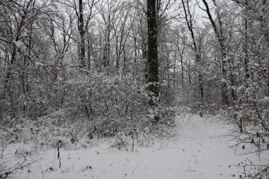 Taze kar, sakin bir kış ormanında ağaçları ve çalıları kaplıyor.