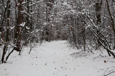 Huzurlu bir kış ormanına giden yolu kaplayan kar, doğanın dingin güzelliğini gözler önüne seriyor.