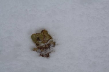 Kış boyunca kısmen karla kaplı kuru meşe yaprağının kapatılması esnekliği ve değişen mevsimleri simgeler.