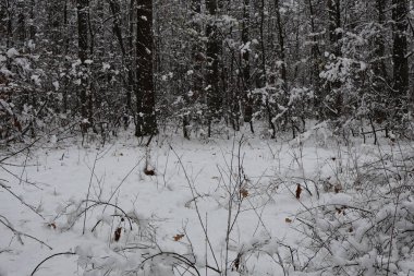 Taze kar örtüleri orman zemininde ve dallara tutunarak sakin bir kış manzarası yaratıyor.