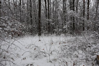 Karla kaplı zemin ve dallar sessiz bir ormanda sakin bir kış manzarası yaratır.