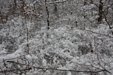 Sakin bir kış ormanında, çalıları ve ağaçları kaplayan taze kar sakin ve resimli bir manzara yaratır.