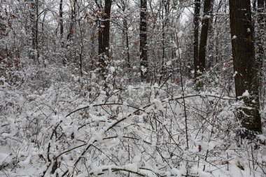 Kar, sakin bir kış ormanında dalları ve ağaçları kaplıyor.