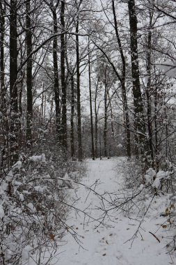 Taze kar, sakin bir orman yolunu örterek pitoresk bir kış manzarası yaratır.