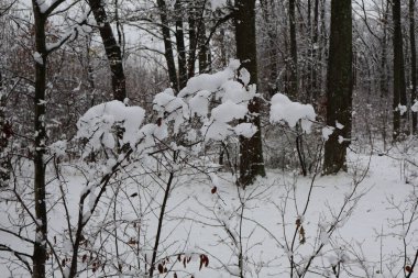 Kar, kış ormanlarında dalları kaplayarak sakin bir manzara yaratır.