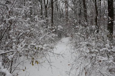 Kar, kış boyunca sakin bir ormanın içinden geçen yolu kapadı. Resmedilmeye değer bir manzara yarattı.