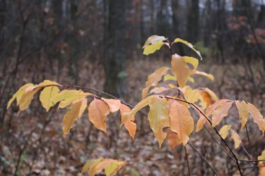 Sonbahar ormanındaki bir dalda parlayan ıslak yapraklar.