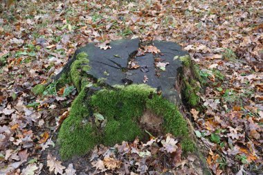 Sonbahar ormanlarında kuru yapraklarla çevrili yaşlı ağaç kütüğünde yosun yetişiyor.