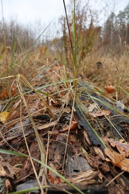 Çürüyen odunları kuru çimenler ve düşen yapraklarla yakından görmek, sakin bir sonbahar ormanında doğal bozulma sürecini gözler önüne seriyor.