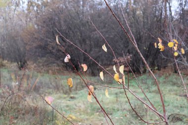 Birkaç sarı yapraklı ince dallar sonbahar ormanlarında kasvetli bir gökyüzü tarafından aydınlatılır.
