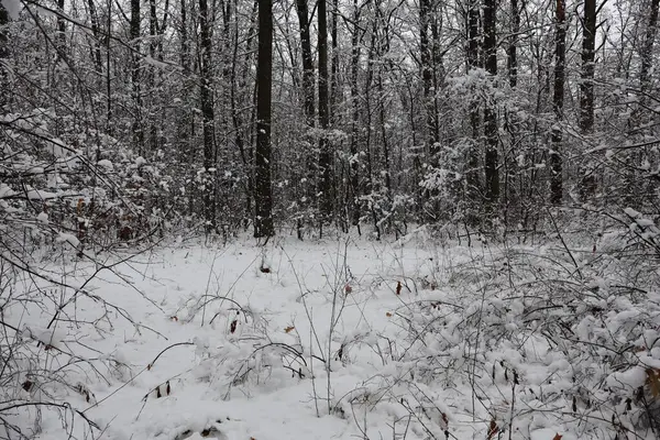 Karla kaplı zemin ve dallar sessiz bir ormanda sakin bir kış manzarası yaratır.