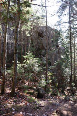 Ormandaki büyük kaya ve uçurum. Ormanda keşif ve jeoloji. Açık hava aktiviteleri ve gerginlik. Sonbahar manzarası ve Charlevoix 'deki orman. Sonbaharda yürüyüş yolu ve doğa manzarası..