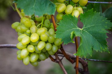 Ripe juicy grapes grown in a vineyard clipart