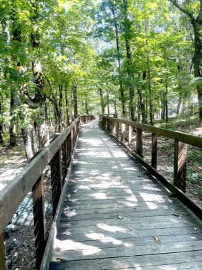 Bereketli yeşil bir ormanda, güneş ışığıyla lekelenmiş, durgun bir tahta kaldırım. Huzurlu yol doğa aşıklarını ormanın huzurlu güzelliğinin tadını çıkarmaya ve keşfetmeye davet eder..