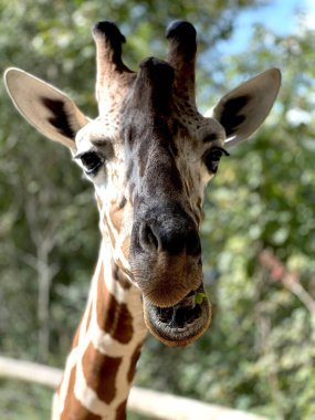 İfade eden gözleri ve desenli kürkü ile yaprağı kemiren bir zürafanın yakın çekimi. Zürafanın eşsiz özellikleri doğal yeşil arka planda sergilenmektedir..