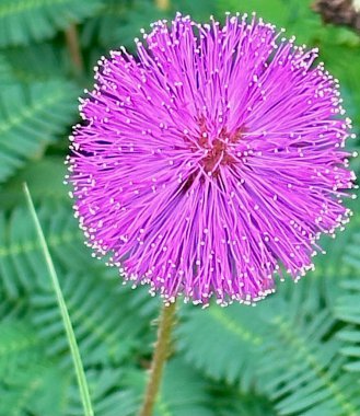 A detailed view of a vibrant pink Mimosa pudica flower in full bloom, showcasing its spherical, delicate filaments against lush green foliage. clipart