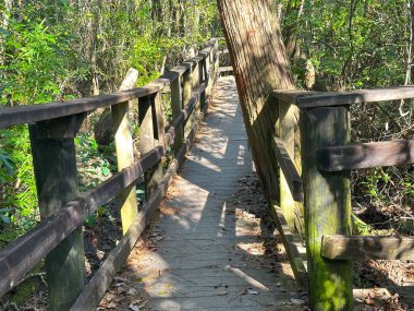 A narrow wooden boardwalk winds through a shaded forest, surrounded by mossy railings and dappled sunlight, creating a serene, earthy ambiance. clipart