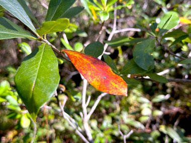 A single red leaf stands out among fresh green foliage, illuminated by sunlight, symbolizing the beauty of change in a lively natural setting.Tags: clipart