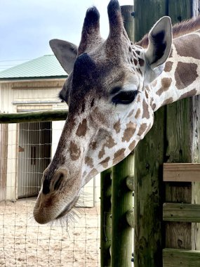 Florida 'daki Gulf Breeze Hayvanat Bahçesi' nde bir zürafanın sakin yüzünün yakın çekimi. Nazik dev eşsiz desenlerini ve uzun kirpiklerini sergiliyor. Yumuşak, bulutlu bir gökyüzünün altında, ahşap bir duvarın yanında zarafetle eğiliyor..