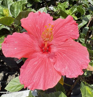 Canlı pembe bir amber çiçeği güneş ışığında parlar, sabah çiğ tanesiyle parlar. Önde gelen basmakalıp ve narin yaprakları taze, tropikal ve enerjik bir hava yaratır..