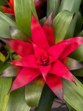 Canlı kırmızı bir bromeliad yemyeşil yaprakların tabanından fışkırıyor, sivri yaprakları koyu kestane rengi. Cesur ve egzotik bir tropikal süs, Florida güneş ışığıyla yıkanmış..
