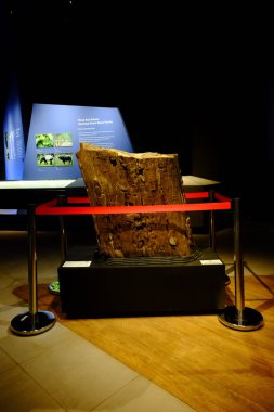 Pacitan, Endonezya - 2 Kasım 2024: Geleneksel bir Cava silahı olan keris, Endonezya 'nın Pacitan kentindeki Müze Song Terus' ta sergilenmektedir..