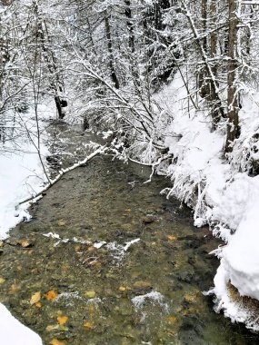 Güzel kar manzarası. Kaplanmış ağaçlar, orman ve bir nehir.