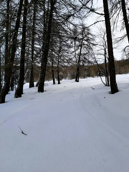 Güzel bir orman yolu manzarası, kış zamanı.