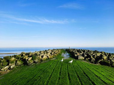 Martılı güzel deniz manzarası